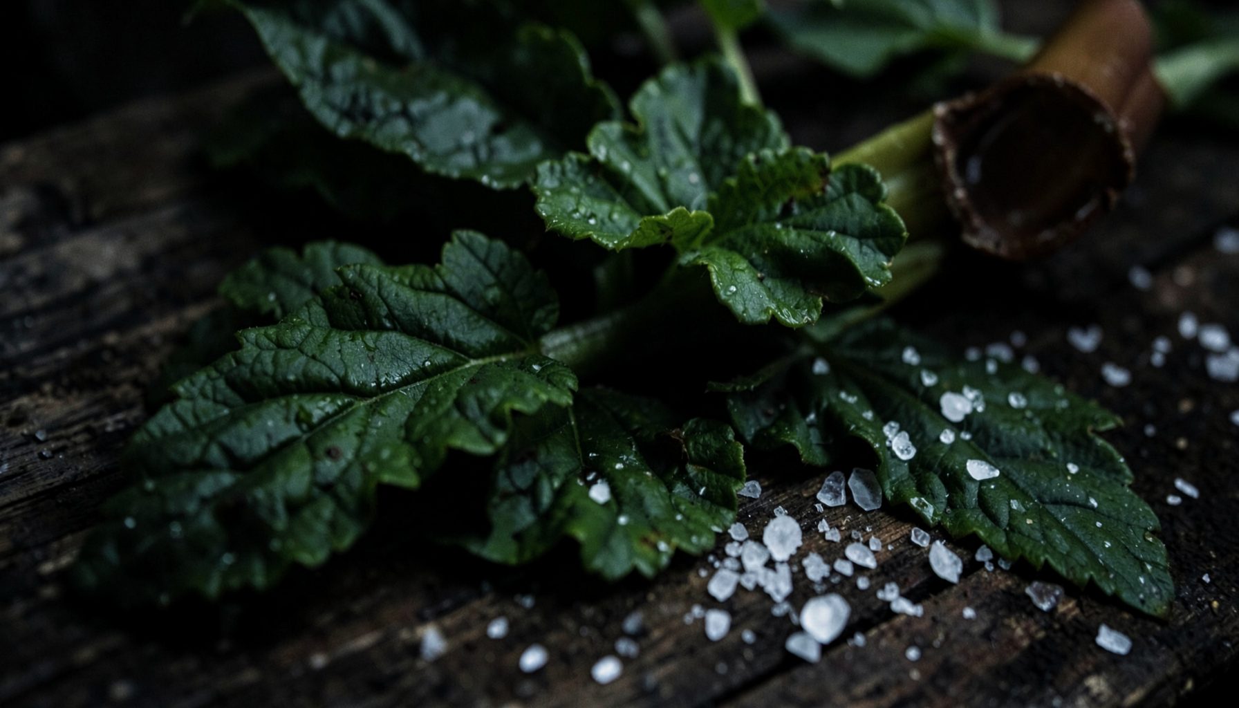 A dark, moody close-up of green sorrel and rhubarb leaves on a weathered wooden surface, with scattered white oxalic acid crystals catching dim light — deep greens, muted browns, and pale crystalline whites.